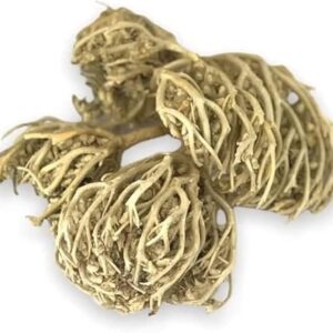 كف مريم chaste tree