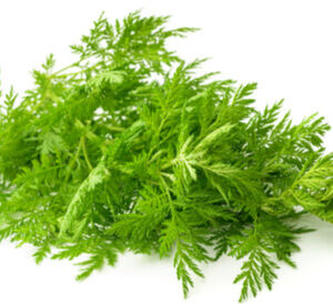 الشيح الجبلي wild wormwood