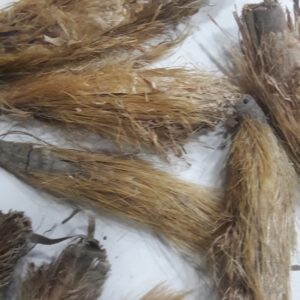 رجل الأسد lady's mantle