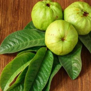 ورق الجوافة guava leaves